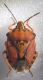 cicadetta 033.jpg