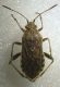 cicadetta 027.jpg