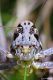 DSC_1740an.jpg