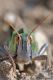 locusta migratoria25.jpg