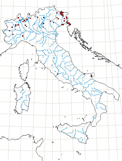 Phaneroptera falcata (Poda, 1761).jpg