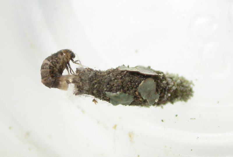 L. ferchaultella (ovideposizione).jpg