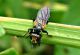 Thecophora-sp..jpg