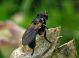 Thecophora-sp.2.jpg