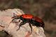rhyncoforus-ferrugineus.jpg