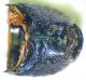 schaefferi-sterniti.jpg