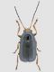 Chryptocephalus 2.jpg