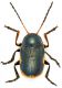 Cryptocephalus-apicalis.jpg