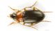 Calathus_melanocephalusIMG_6317_C00606.JPG