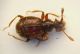Pselaphide Bryaxis curtisii curt. 25.04.10 f..JPG