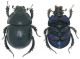 Anoplotrupes_stercorosus_Collegiove_Boletus_4-VII-2010.jpg