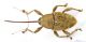 Curculio_glandiumIMG_6373_C00640.JPG