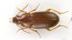 Ophonus_IMG_6318_C00607.JPG