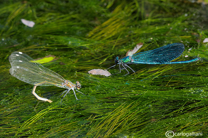 calopteryx splendens70.jpg