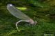 calopteryx splendens71.jpg