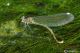 calopteryx splendens76.jpg