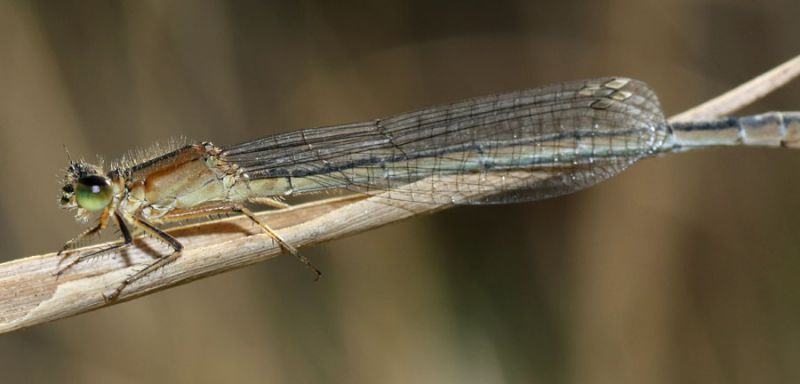 IMG_0834 libellula forum.jpg