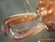 Odonthomachus sp. 1.3.JPG