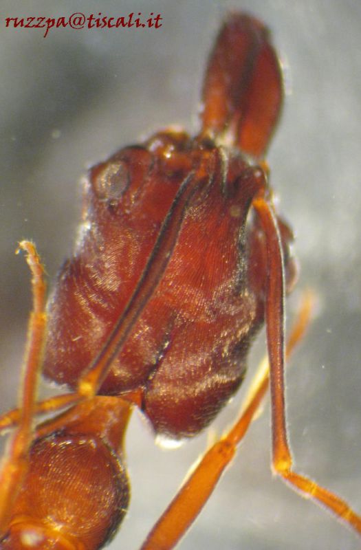 Odonthomachus sp. 2.2.JPG