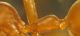 Oecophylla smaragdina 1.4.JPG