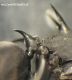Polyrhachis sp.1.3.JPG