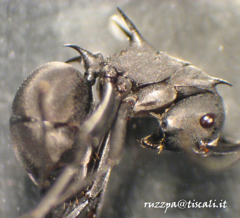 Polyrhachis sp.1.1.JPG