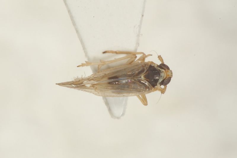 Cicalina ID10.JPG