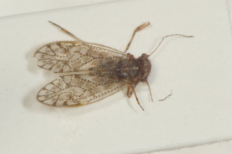 Psyllidae 1.JPG