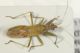 Nabis (Aspilaspis) viridulus1.JPG