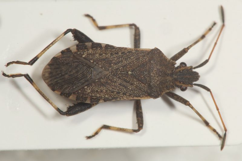 Coreidae Ceraleptus gracilicorn1.JPG