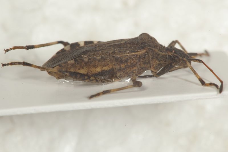 Coreidae Ceraleptus gracilicorn2.JPG