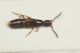 Staphylinidae ID1.JPG