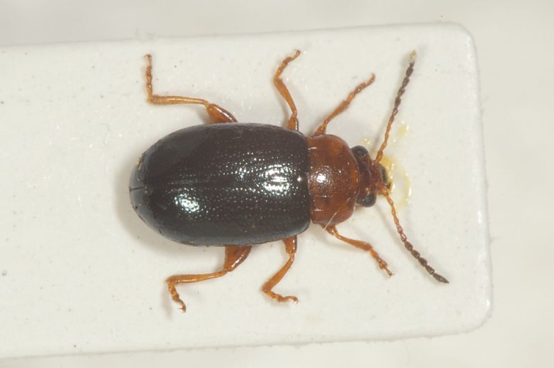 Chrysomelidae ID1.JPG