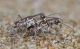 Cylindera_trisignataIMG_9187.jpg
