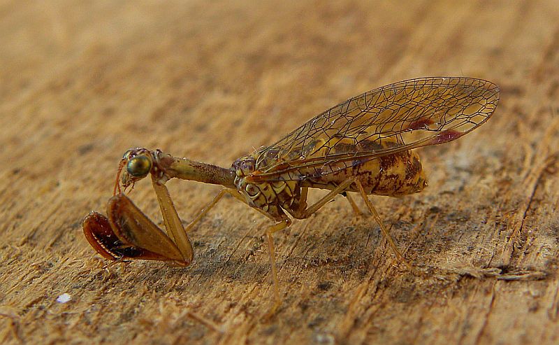 #Mantispa styriaca-Picos de Europa-N Spain-13.09.10.jpg