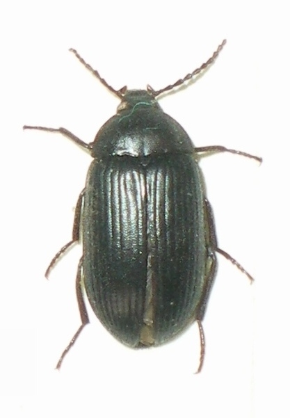 Platydema  VIII-2003 Montacuto.JPG