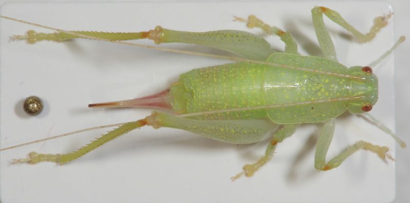 Cyrtaspis scutata2.JPG