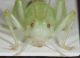 Cyrtaspis scutata3.JPG