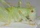 Cyrtaspis scutata6.JPG