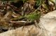 DSC00515.jpg
