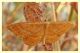 idaea sp..JPG