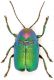 samniticus-JPG.jpg
