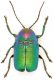 samniticus-TIFF.jpg