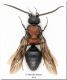 Physetopoda punctata_Ficuzza_12 IX 2010.jpg