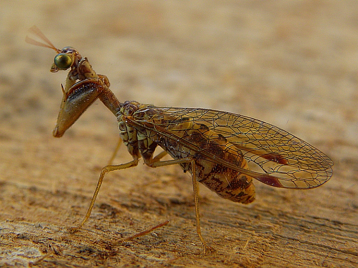 #Mantispa styriaca-Picos de Europa-N Spain2-13.09.10.jpg