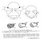 Gibbium%202[2].jpg