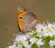 175---FARFALLA,-ALCARA-LI-FUSI,-SICILIA,-ITALY.jpg
