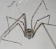 Pholcus-2.jpg