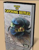 catching beetles.jpg