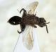 Chalcididae.jpg